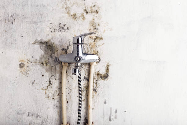 Best Office Mold Removal Services  in Rose, LA