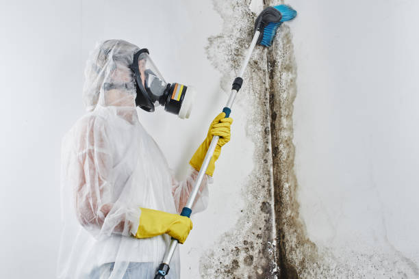 Professional Mold Removal in Larose, LA