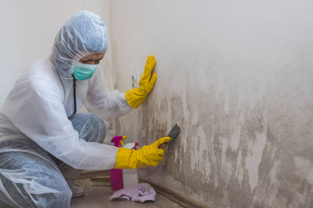 Best Local Mold Removal Service  in Rose, LA