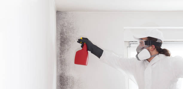 Best Attic Mold Removal  in Rose, LA