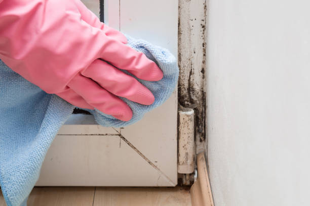 Best Toxic Mold Removal  in Rose, LA
