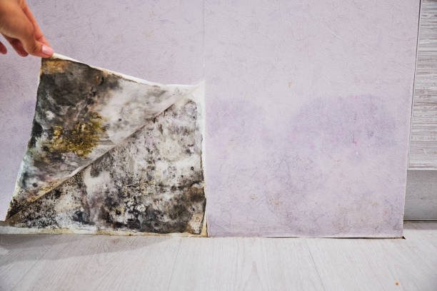 Best Mold Damage Repair  in Rose, LA